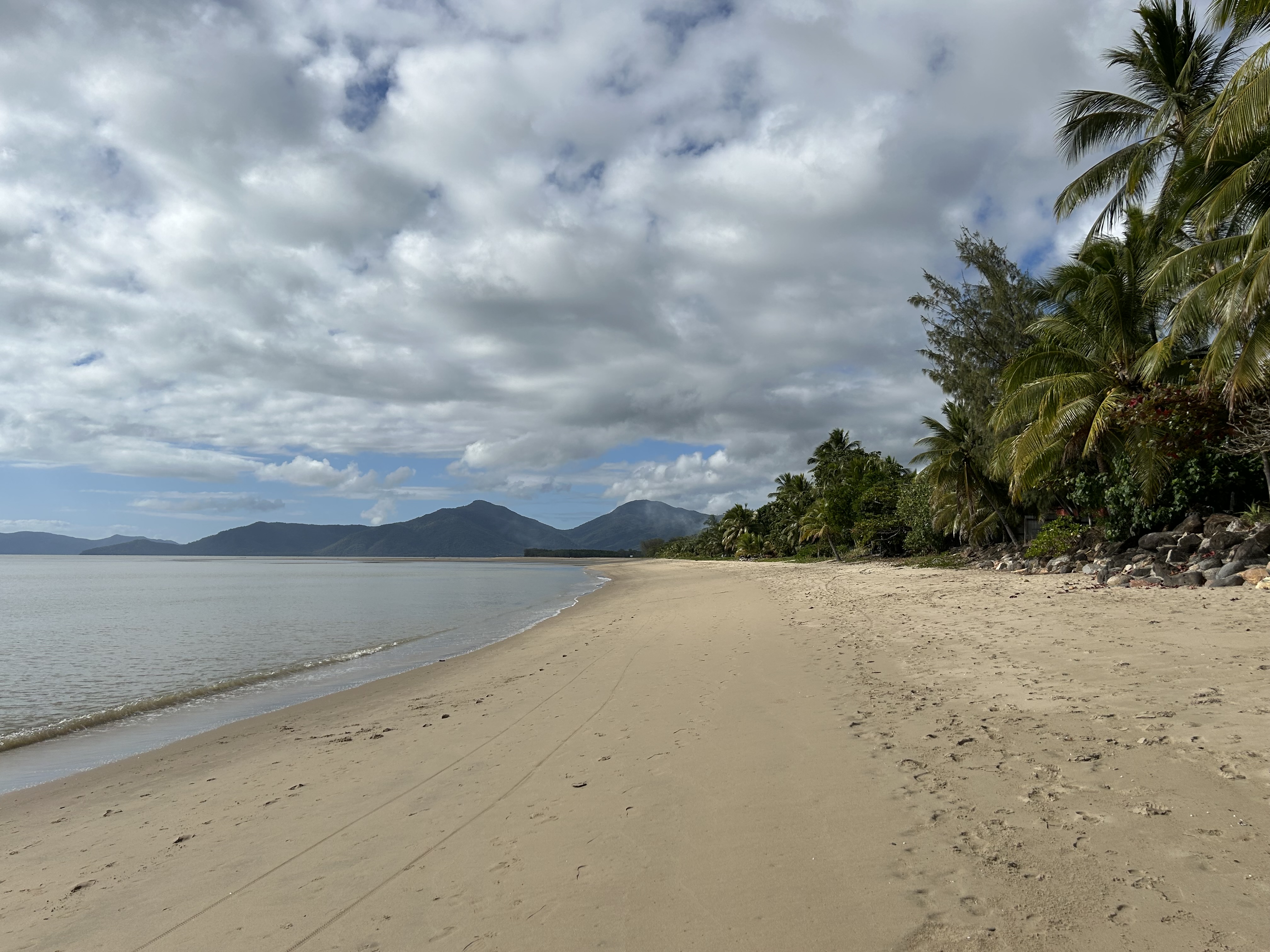 Melaleuca trees on the Cairns Esplanade - tropical Australian landscape